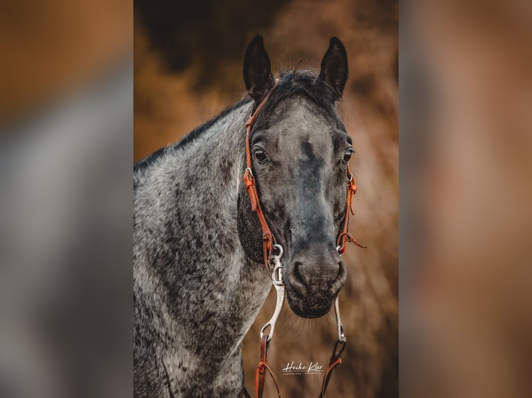 American Quarter Horse Wallach 10 Jahre 153 cm Roan-Blue in Alterkülz