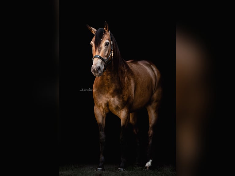 American Quarter Horse Wallach 10 Jahre 154 cm Buckskin in Wiener Neustadt