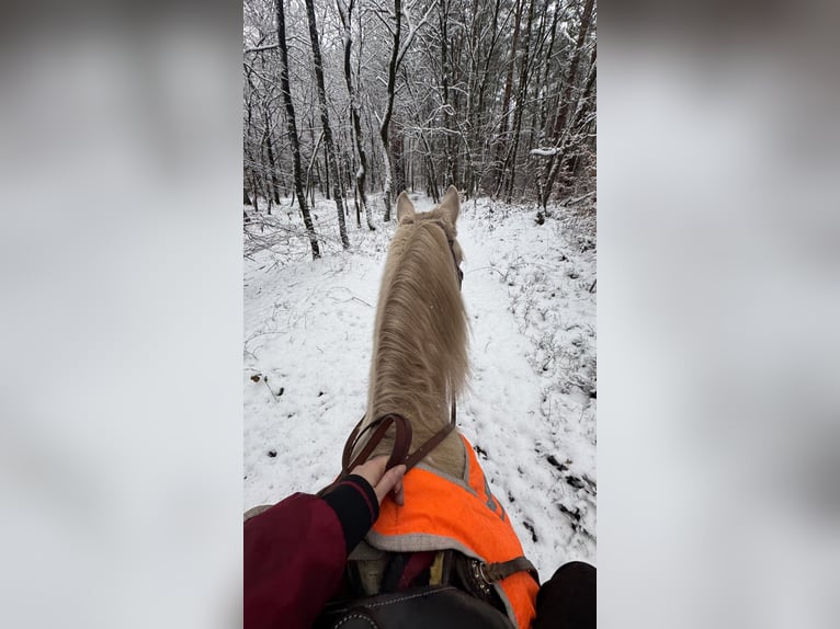 American Quarter Horse Wallach 10 Jahre 154 cm Perlino in Hatten