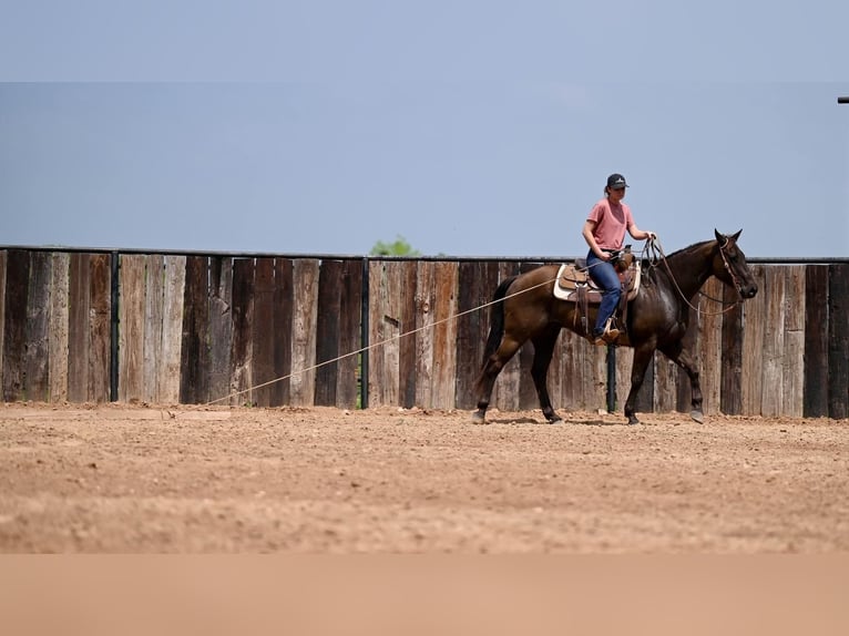American Quarter Horse Wallach 10 Jahre 155 cm Brauner in Waco, TX