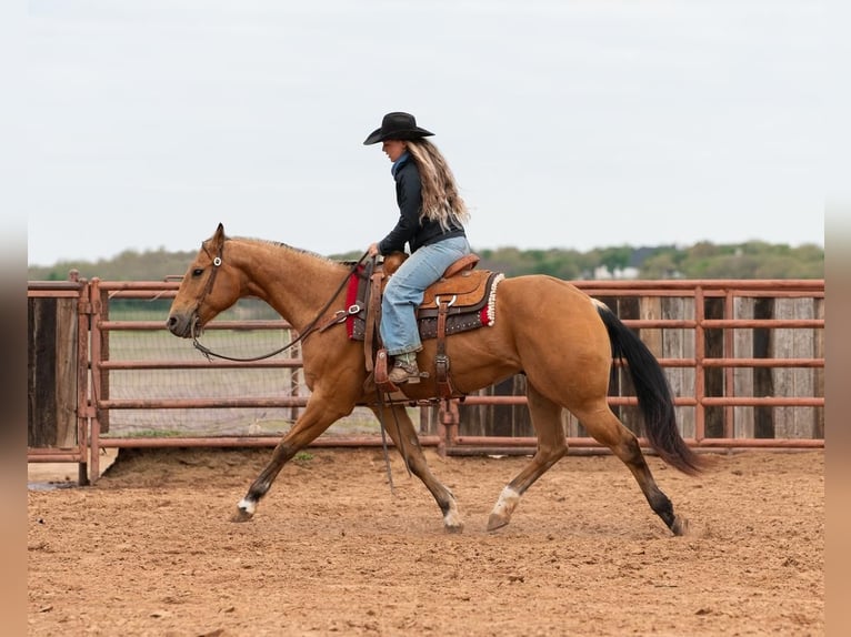 American Quarter Horse Wallach 10 Jahre 155 cm Buckskin in Weatherford, TX