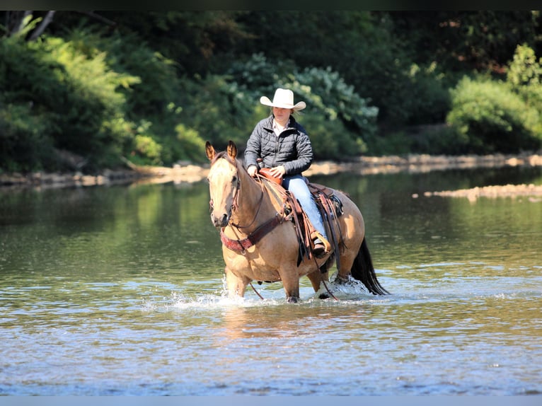 American Quarter Horse Wallach 10 Jahre 155 cm Buckskin in Clarion