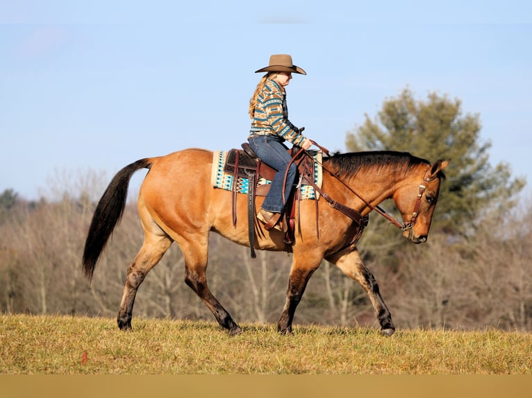 American Quarter Horse Wallach 10 Jahre 155 cm Buckskin in Clarion