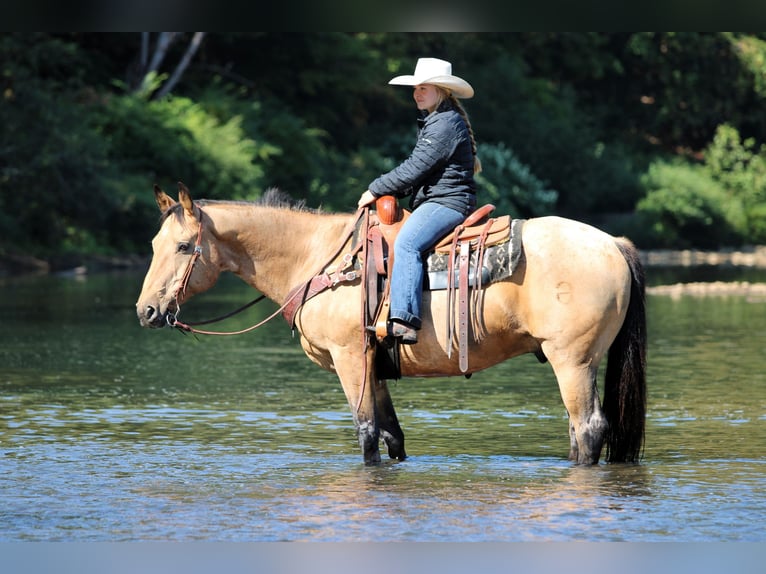 American Quarter Horse Wallach 10 Jahre 155 cm Buckskin in Clarion