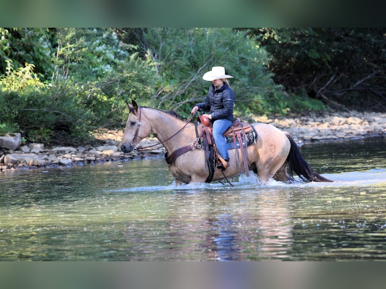 American Quarter Horse Wallach 10 Jahre 155 cm Buckskin in Clarion