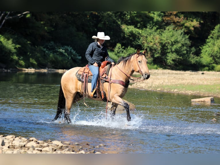 American Quarter Horse Wallach 10 Jahre 155 cm Buckskin in Clarion