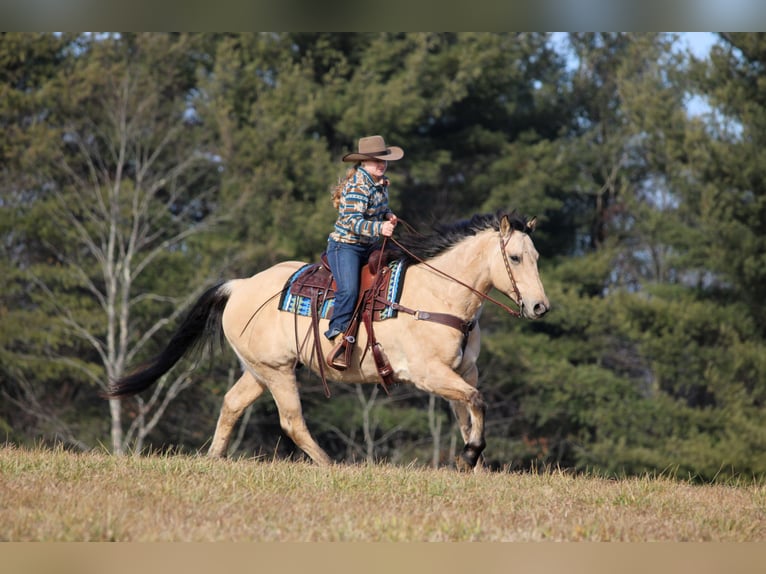 American Quarter Horse Wallach 10 Jahre 155 cm Buckskin in Clarion