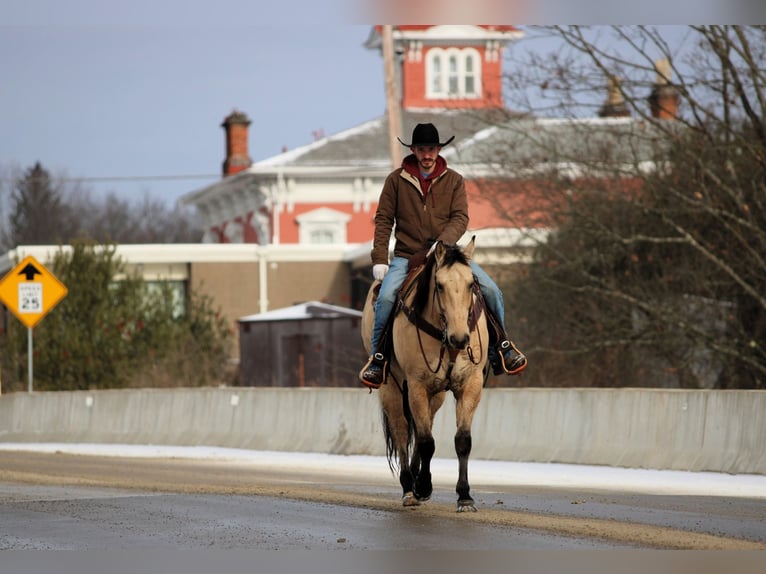 American Quarter Horse Wallach 10 Jahre 155 cm Buckskin in Clarion
