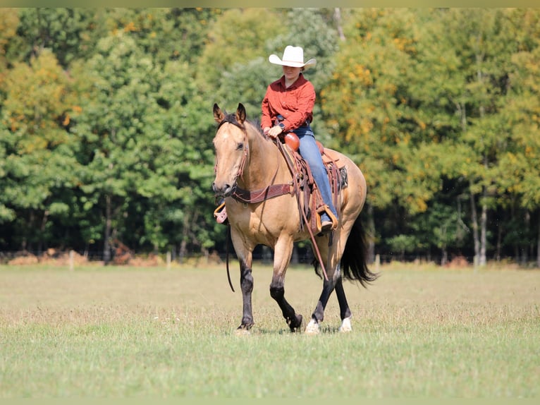 American Quarter Horse Wallach 10 Jahre 155 cm Buckskin in Clarion
