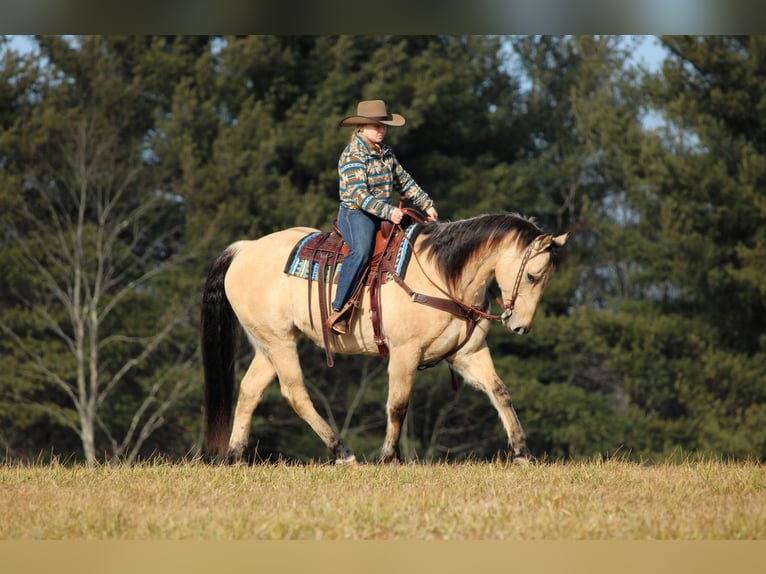 American Quarter Horse Wallach 10 Jahre 155 cm Buckskin in Clarion