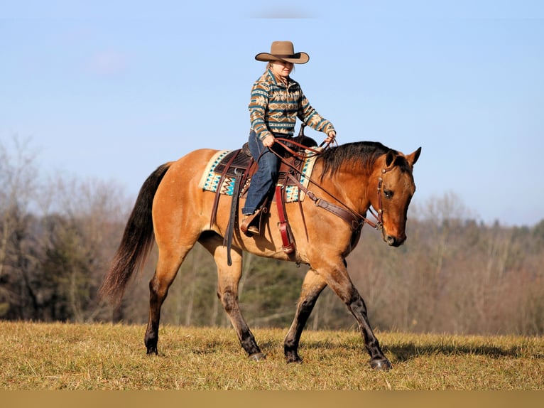 American Quarter Horse Wallach 10 Jahre 155 cm Buckskin in Clarion