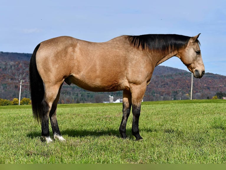 American Quarter Horse Wallach 10 Jahre 155 cm Buckskin in Rebersburg