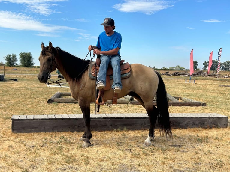 American Quarter Horse Wallach 10 Jahre 155 cm Buckskin in Valley Springs SD