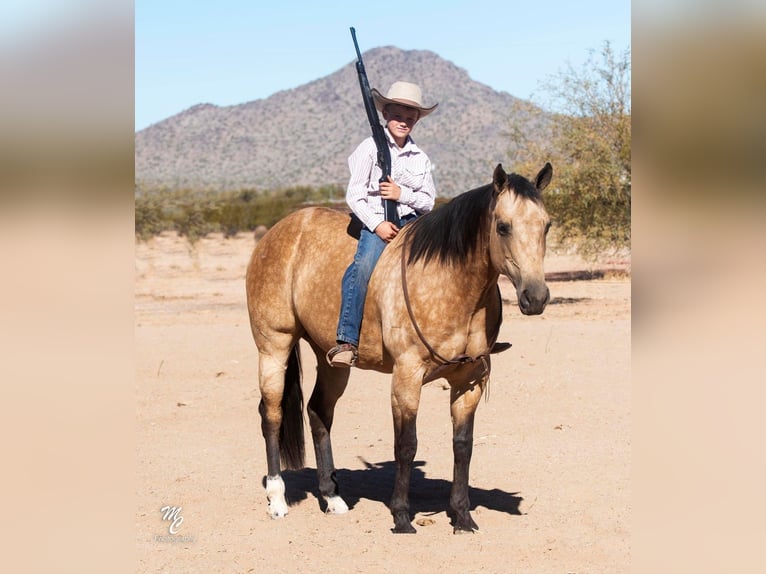 American Quarter Horse Wallach 10 Jahre 155 cm Buckskin in Wickenburg AZ