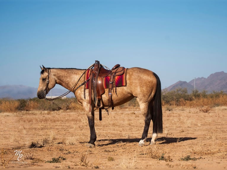 American Quarter Horse Wallach 10 Jahre 155 cm Buckskin in Wickenburg AZ