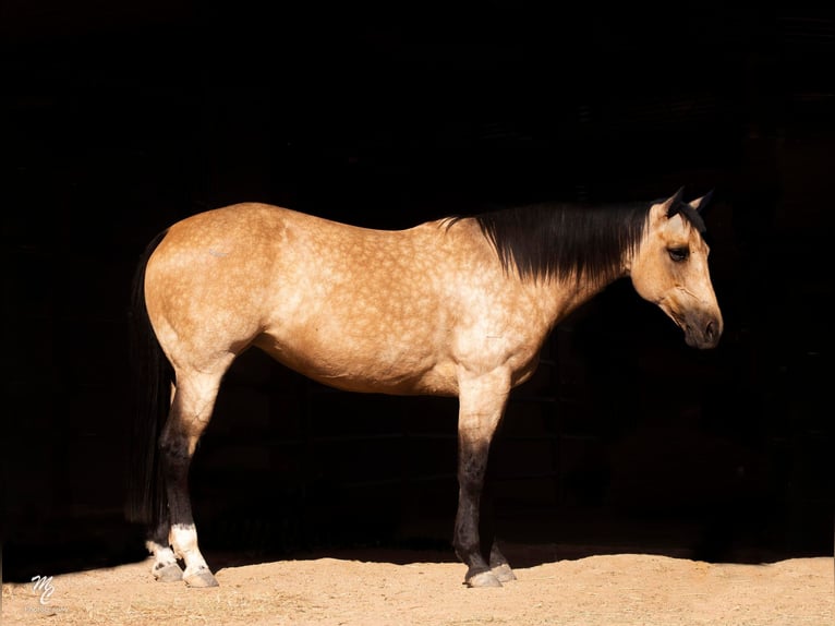 American Quarter Horse Wallach 10 Jahre 155 cm Buckskin in Wickenburg AZ