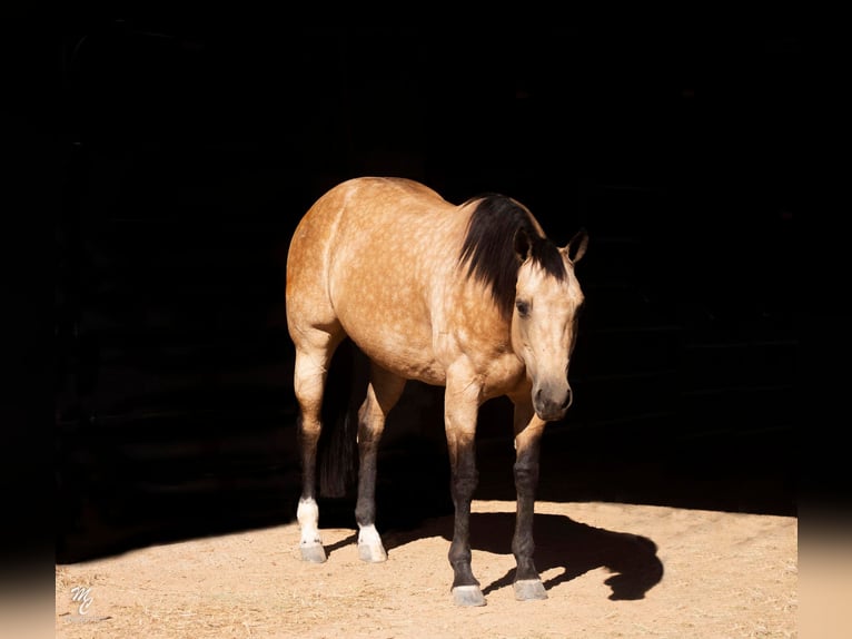 American Quarter Horse Wallach 10 Jahre 155 cm Buckskin in Wickenburg AZ