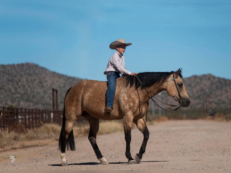 American Quarter Horse Wallach 10 Jahre 155 cm Buckskin in Wickenburg AZ