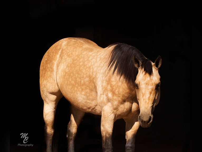 American Quarter Horse Wallach 10 Jahre 155 cm Buckskin in Wickenburg AZ