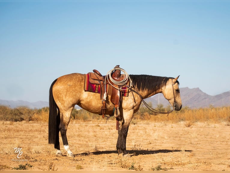 American Quarter Horse Wallach 10 Jahre 155 cm Buckskin in Wickenburg AZ