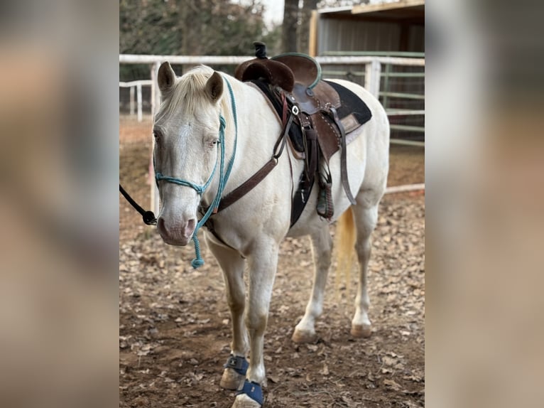 American Quarter Horse Wallach 10 Jahre 155 cm Cremello in Guthrie