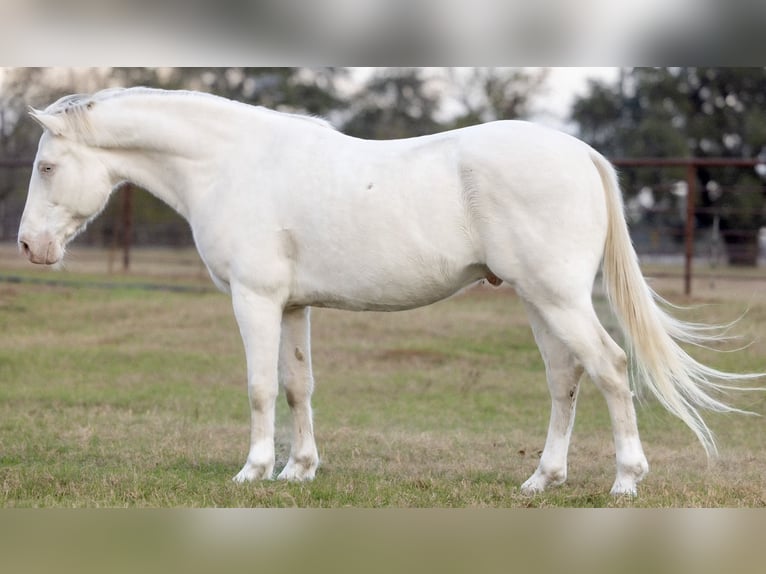 American Quarter Horse Wallach 10 Jahre 155 cm Cremello in Guthrie