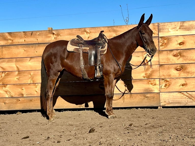 American Quarter Horse Wallach 10 Jahre 155 cm Dunkelfuchs in Independence IA