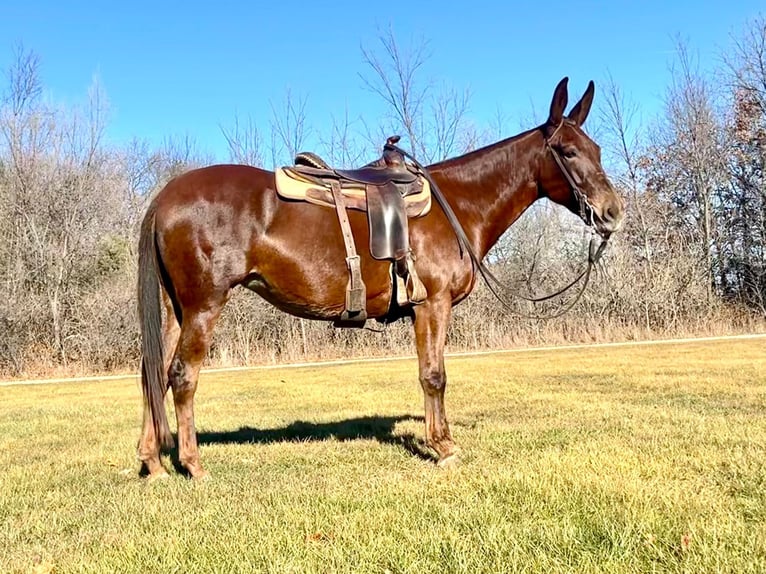 American Quarter Horse Wallach 10 Jahre 155 cm Dunkelfuchs in Independence IA