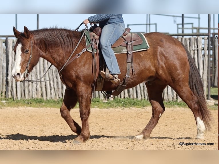 American Quarter Horse Wallach 10 Jahre 155 cm Dunkelfuchs in Weatherford TX