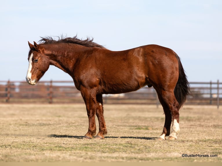 American Quarter Horse Wallach 10 Jahre 155 cm Dunkelfuchs in Weatherford TX