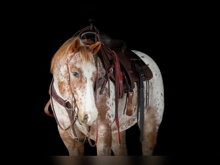 American Quarter Horse Wallach 10 Jahre 155 cm Dunkelfuchs in Needmore