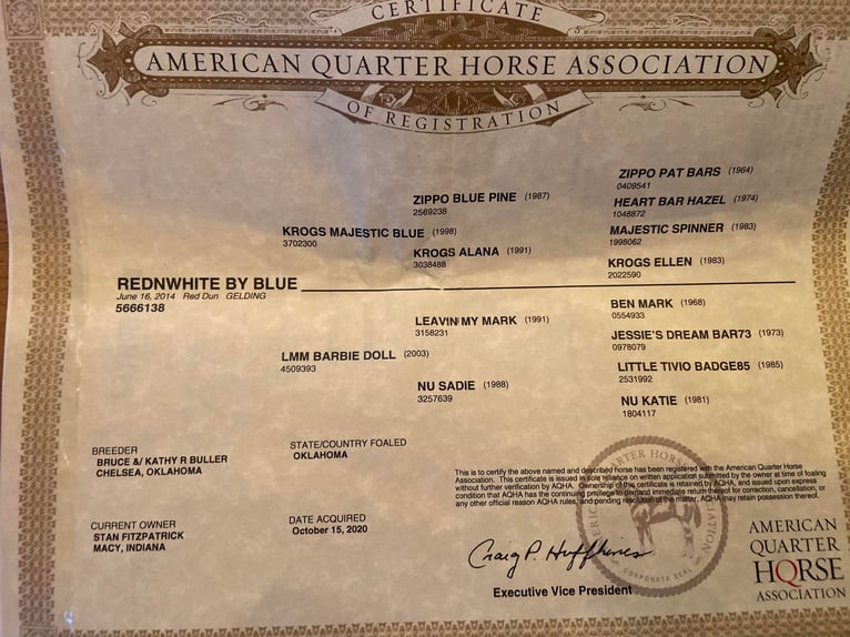 American Quarter Horse Wallach 10 Jahre 155 cm Falbe in Hillsboro KY