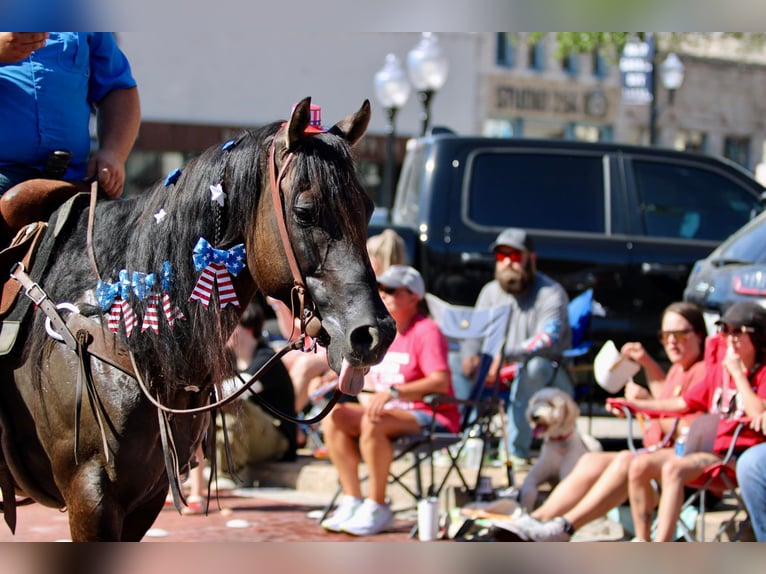 American Quarter Horse Wallach 10 Jahre 155 cm Grullo in stephenville TX