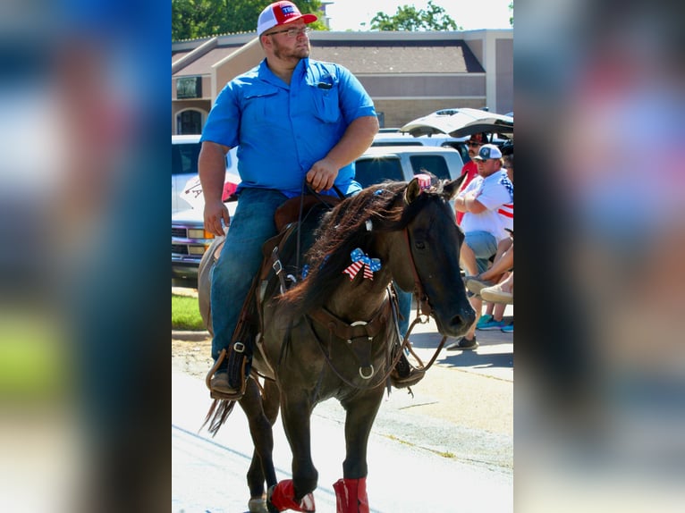 American Quarter Horse Wallach 10 Jahre 155 cm Grullo in stephenville TX