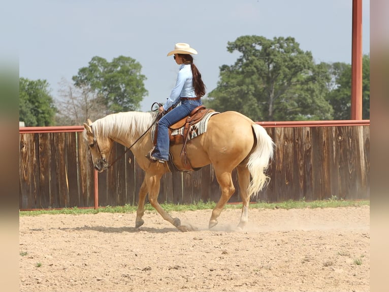 American Quarter Horse Wallach 10 Jahre 155 cm Palomino in Grand Saline, TX