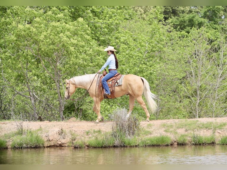 American Quarter Horse Wallach 10 Jahre 155 cm Palomino in Grand Saline, TX