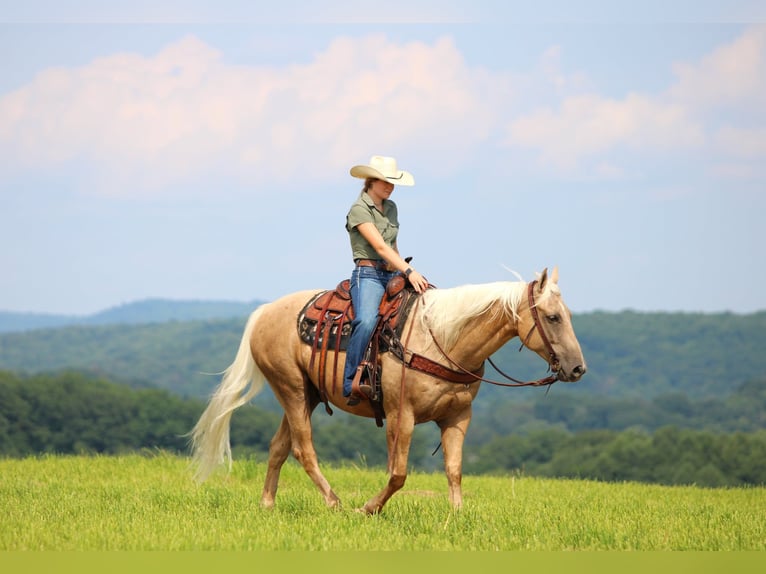 American Quarter Horse Wallach 10 Jahre 155 cm Palomino in Clarion