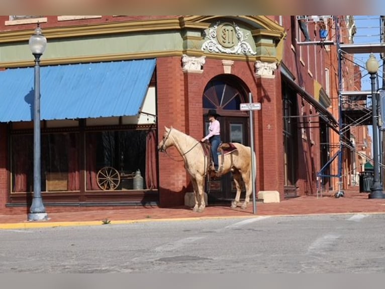American Quarter Horse Wallach 10 Jahre 155 cm Palomino in Ripley
