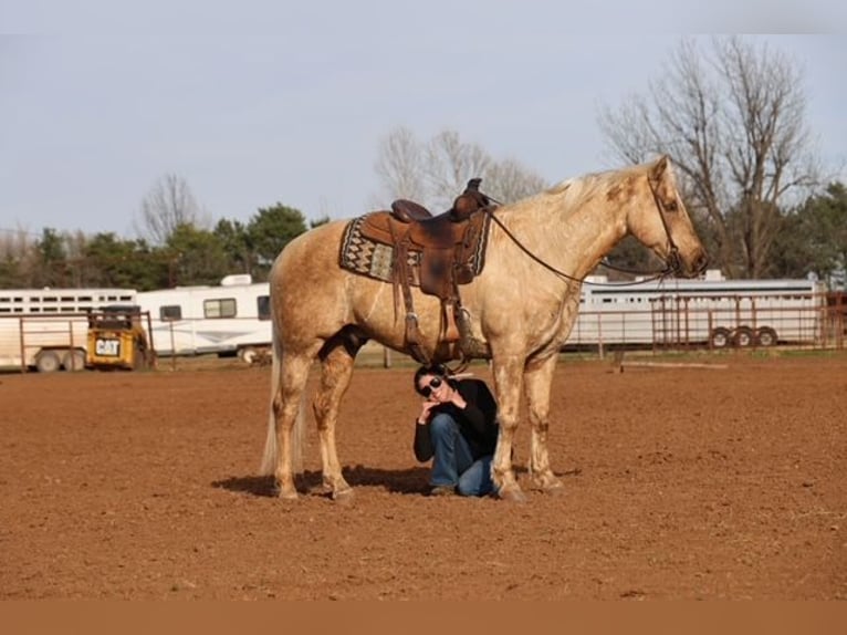 American Quarter Horse Wallach 10 Jahre 155 cm Palomino in Ripley