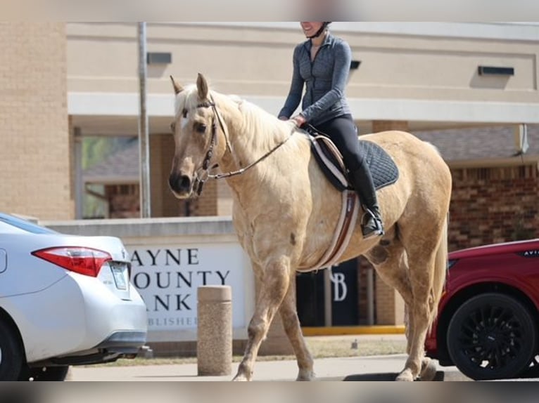 American Quarter Horse Wallach 10 Jahre 155 cm Palomino in Ripley