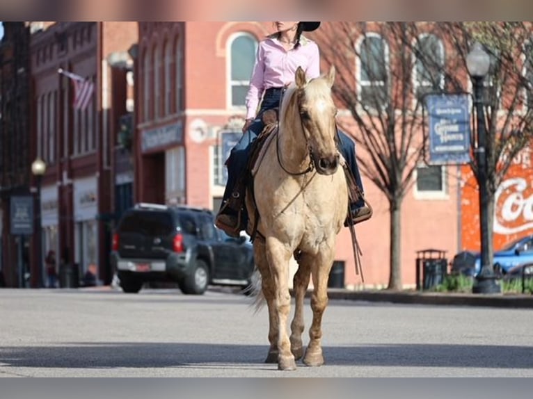 American Quarter Horse Wallach 10 Jahre 155 cm Palomino in Ripley