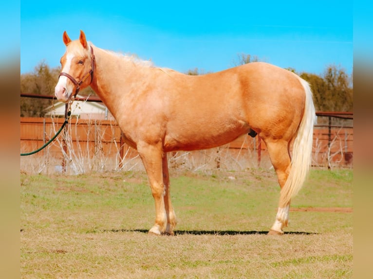 American Quarter Horse Wallach 10 Jahre 155 cm Palomino in Bluff Dale TX