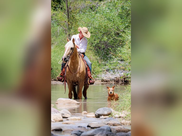 American Quarter Horse Wallach 10 Jahre 155 cm Palomino in Camp Verde. AZ