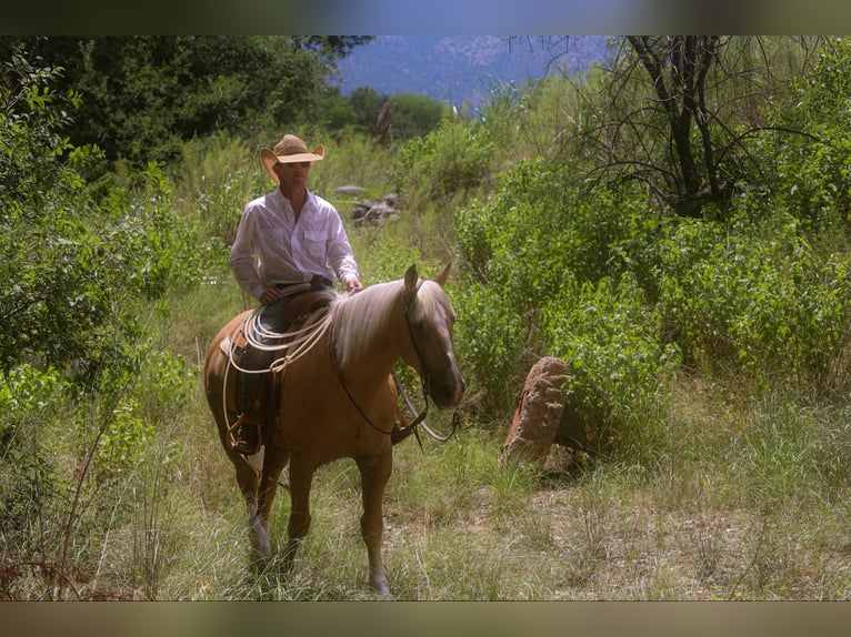 American Quarter Horse Wallach 10 Jahre 155 cm Palomino in Camp Verde. AZ