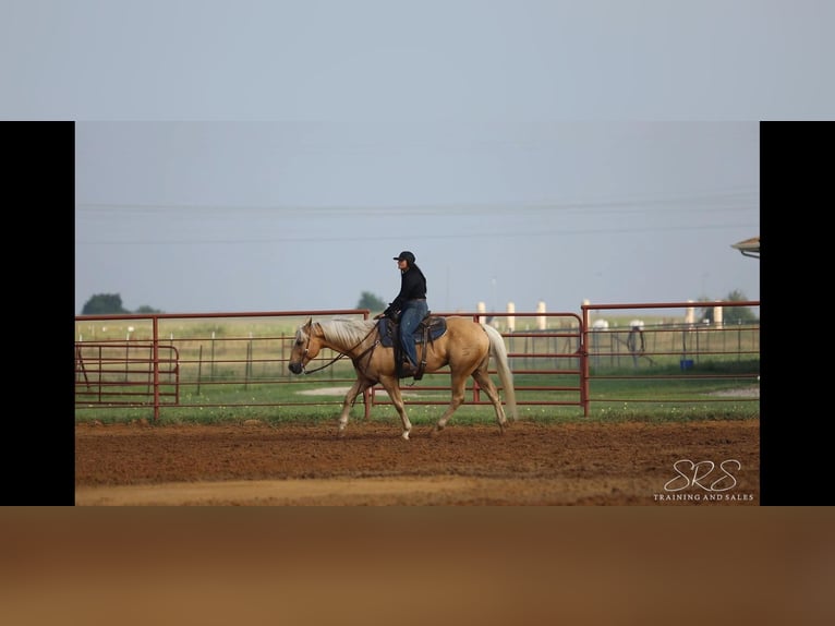 American Quarter Horse Wallach 10 Jahre 155 cm Palomino in Granbury TX