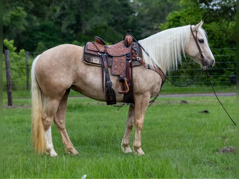 American Quarter Horse Wallach 10 Jahre 155 cm Palomino in RUsk TX