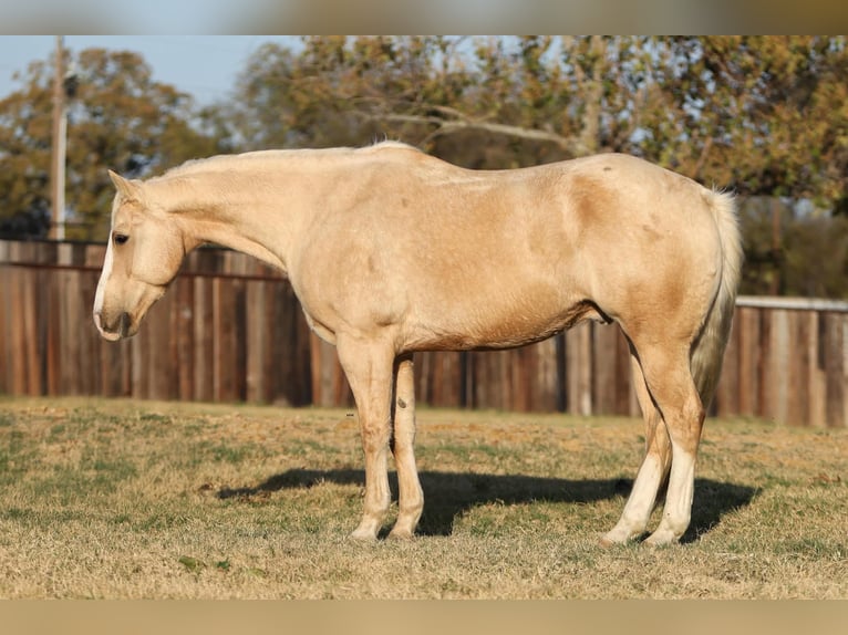 American Quarter Horse Wallach 10 Jahre 155 cm Palomino in Stephenville