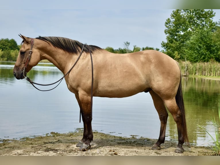 American Quarter Horse Mix Wallach 10 Jahre 155 cm in Crab Orchard, KY
