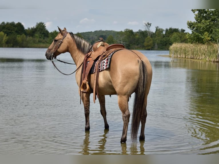 American Quarter Horse Mix Wallach 10 Jahre 155 cm in Crab Orchard, KY