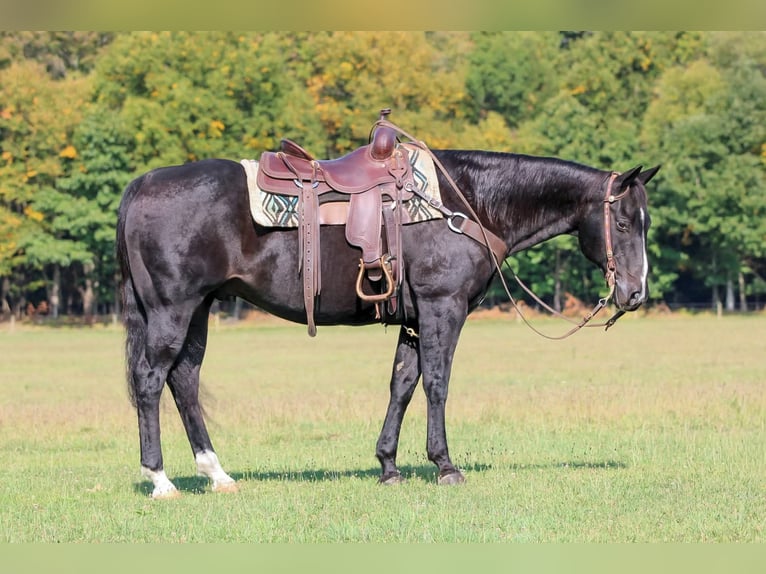 American Quarter Horse Wallach 10 Jahre 155 cm Rappe in Clarion